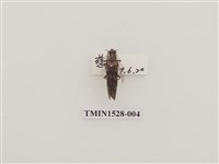 藏品(櫛角蟲科)的圖片